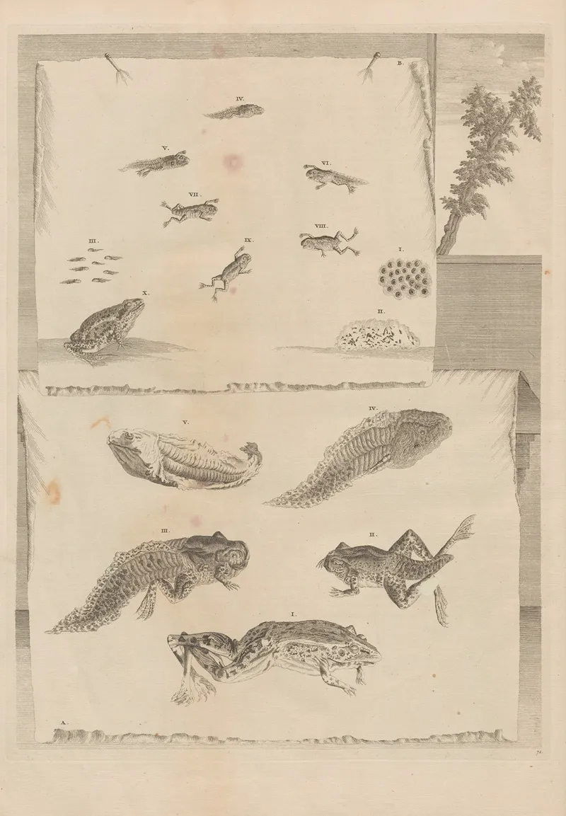 Dissertatio De Generatione Et Metamorphosibus Insectorum Surinamensium Pl 71