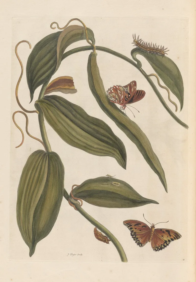 Dissertation Sur La Generation Et Les Transformations Des Insectes De Surinam Pl 01