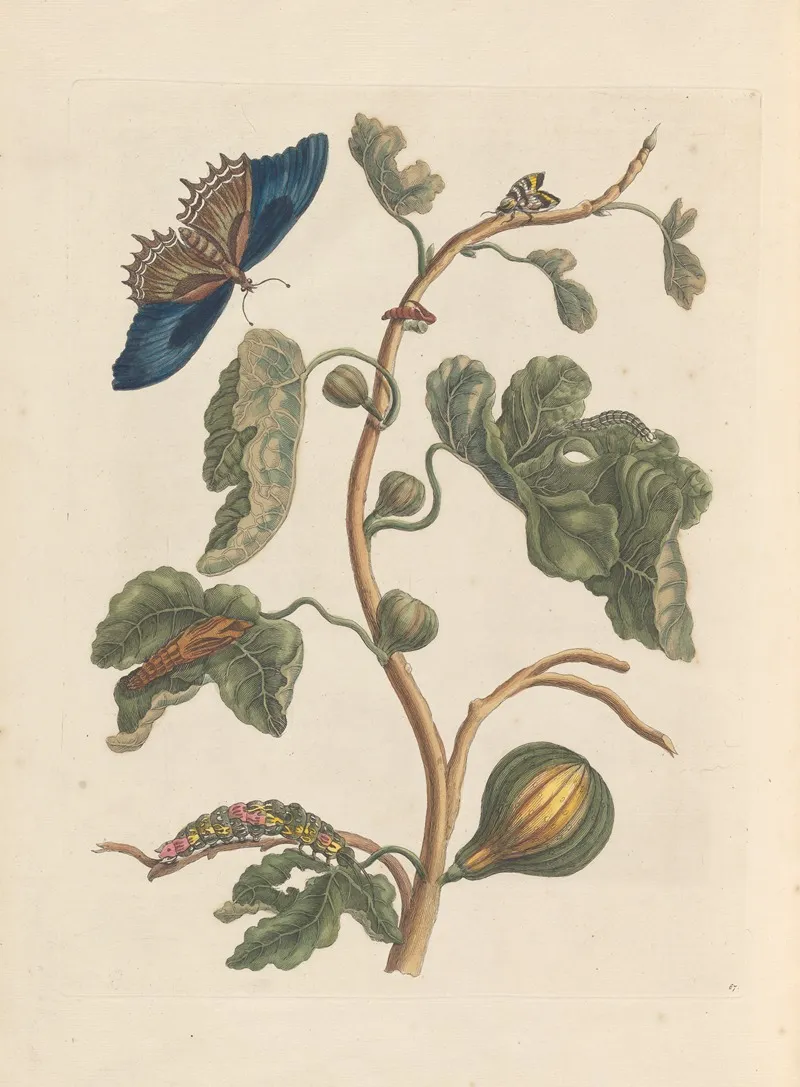 Dissertation Sur La Generation Et Les Transformations Des Insectes De Surinam Pl 03