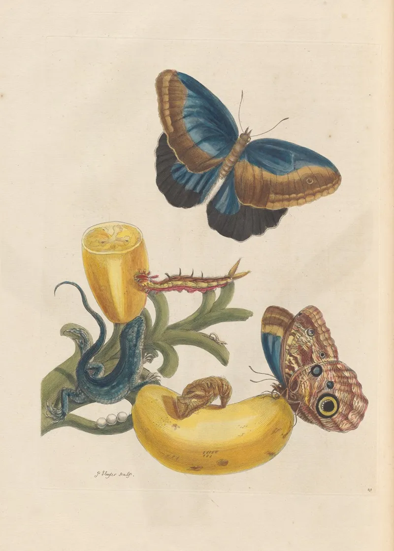 Dissertation Sur La Generation Et Les Transformations Des Insectes De Surinam Pl 05