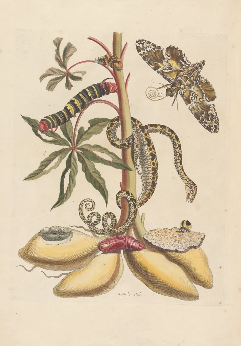 Dissertation Sur La Generation Et Les Transformations Des Insectes De Surinam Pl 07