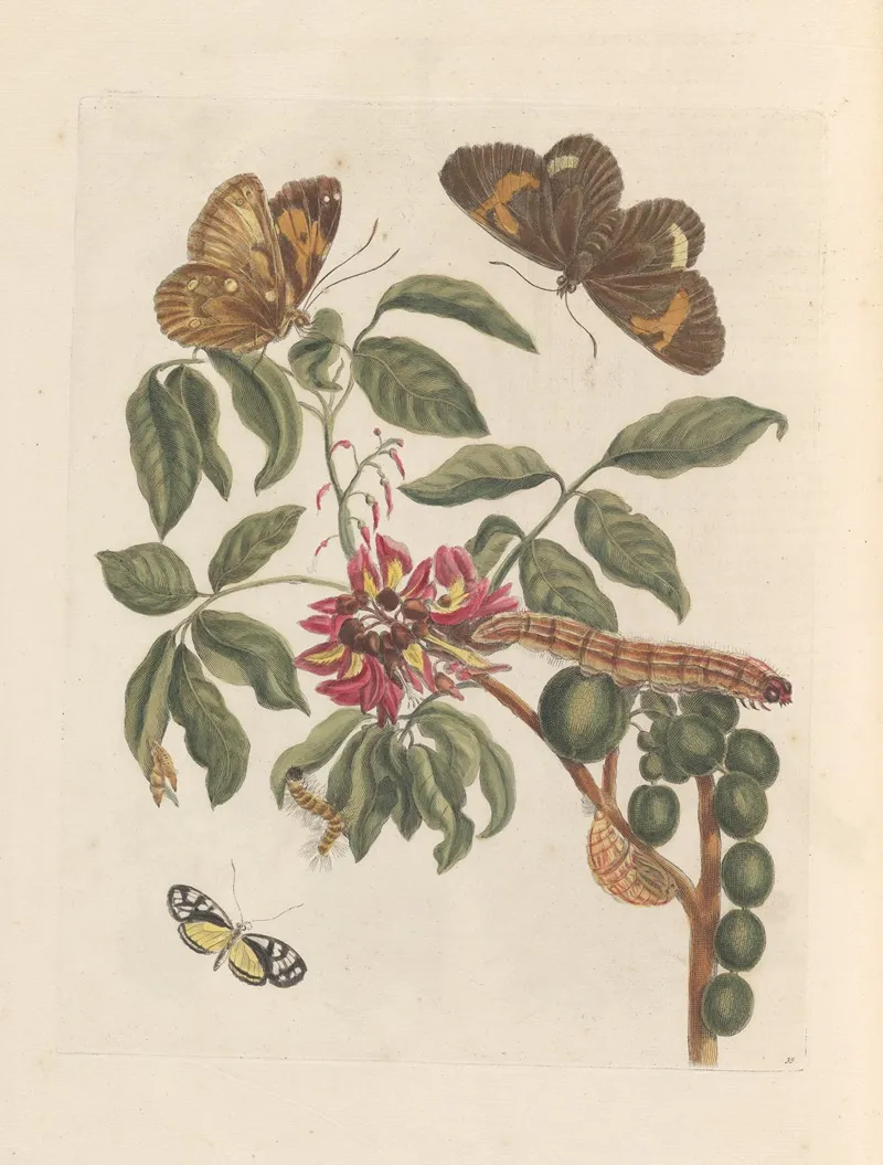 Dissertation Sur La Generation Et Les Transformations Des Insectes De Surinam Pl 08