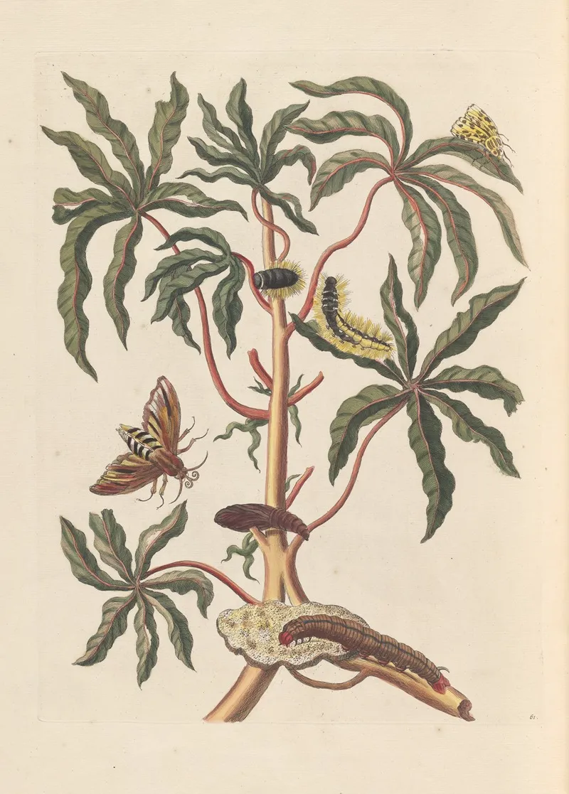 Dissertation Sur La Generation Et Les Transformations Des Insectes De Surinam Pl 19