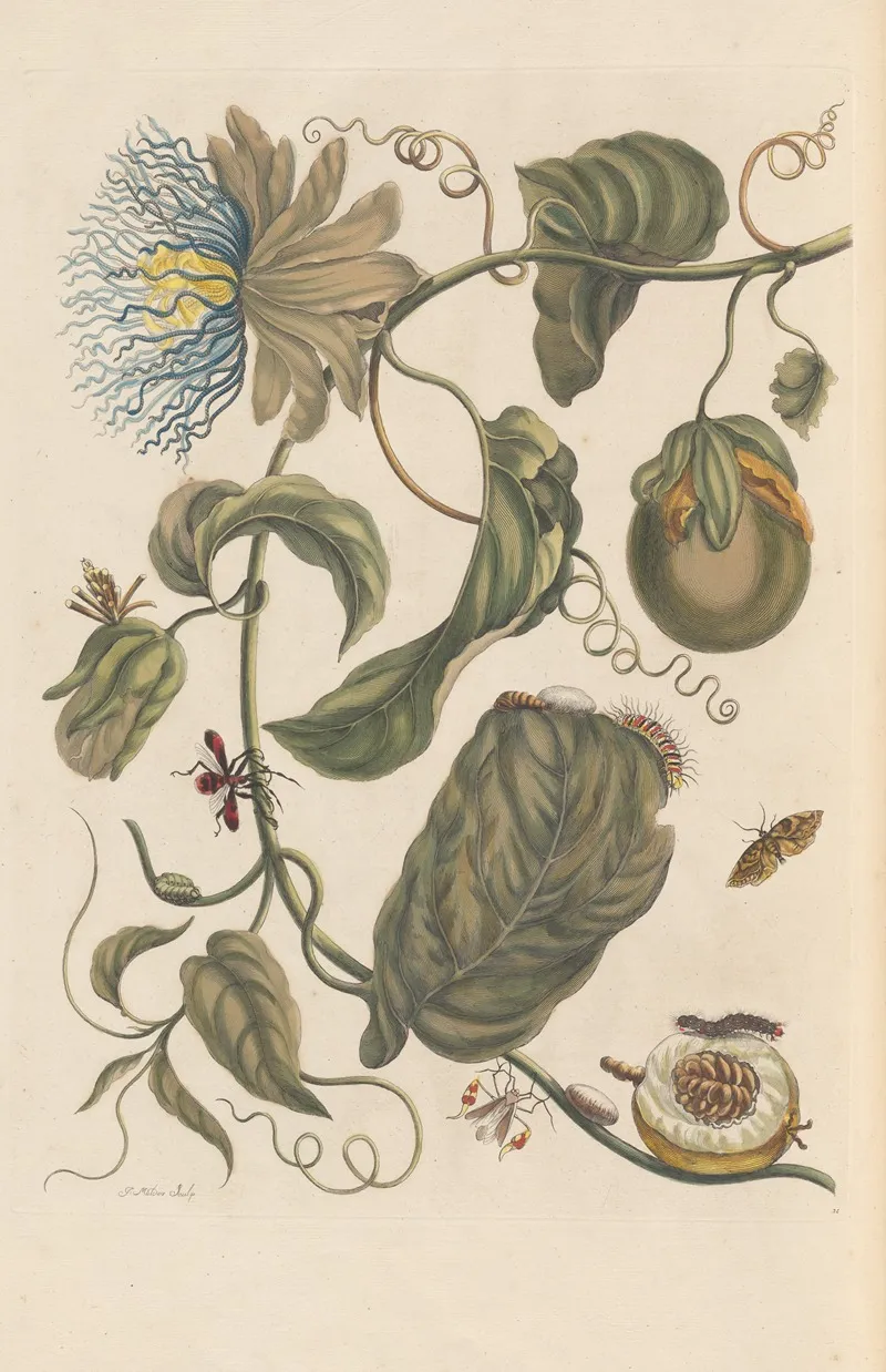 Dissertation Sur La Generation Et Les Transformations Des Insectes De Surinam Pl 23