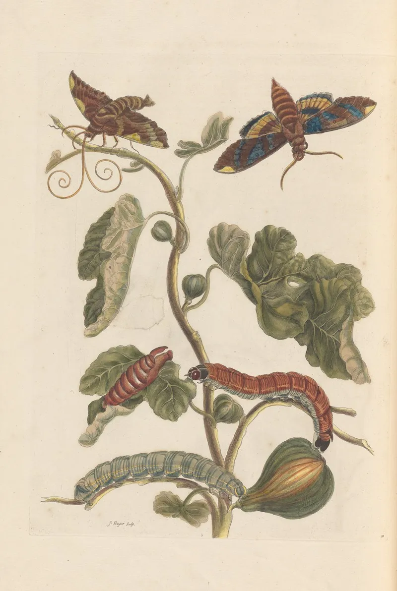 Dissertation Sur La Generation Et Les Transformations Des Insectes De Surinam Pl 34