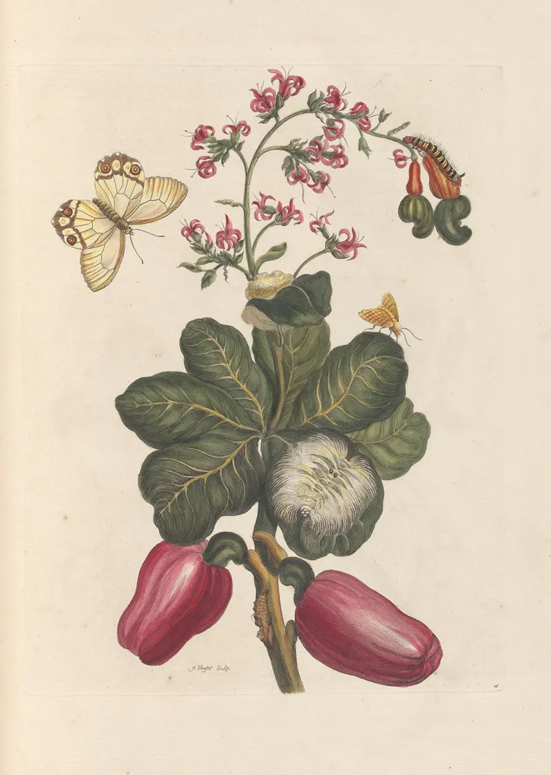 Dissertation Sur La Generation Et Les Transformations Des Insectes De Surinam Pl 36