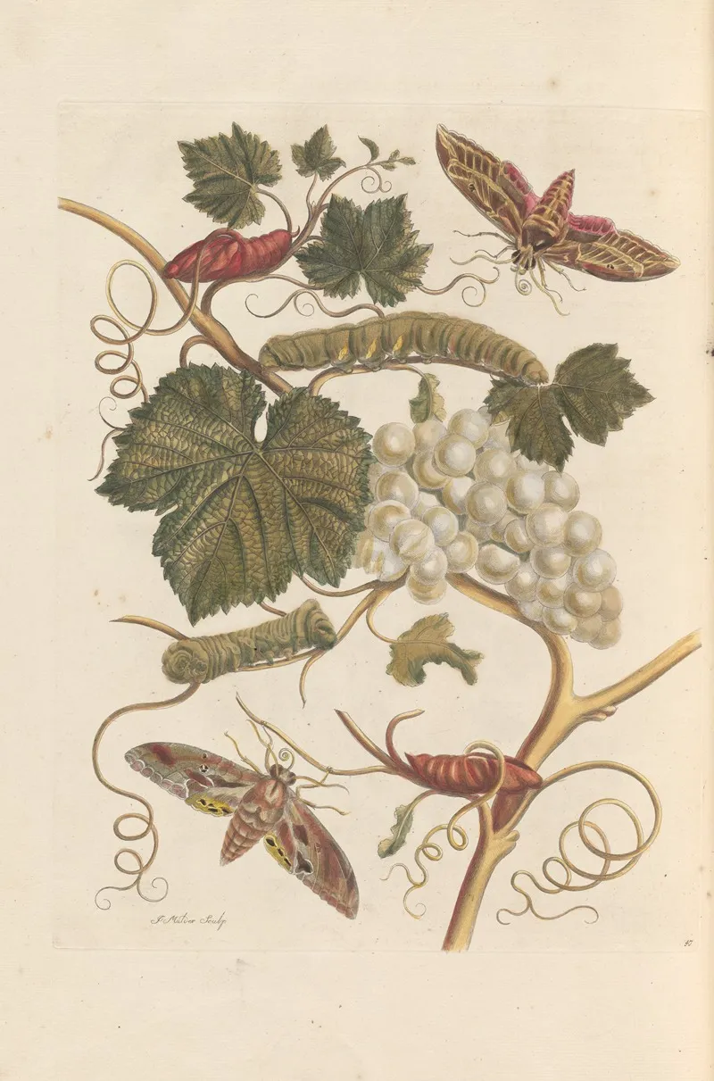Dissertation Sur La Generation Et Les Transformations Des Insectes De Surinam Pl 37