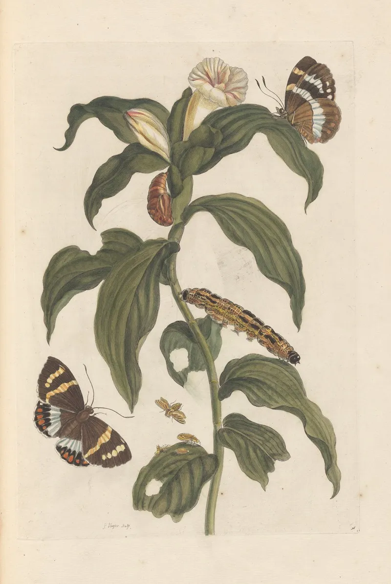 Dissertation Sur La Generation Et Les Transformations Des Insectes De Surinam Pl 44