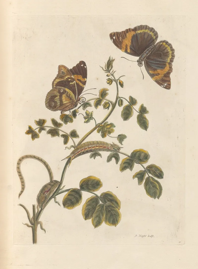 Dissertation Sur La Generation Et Les Transformations Des Insectes De Surinam Pl 45