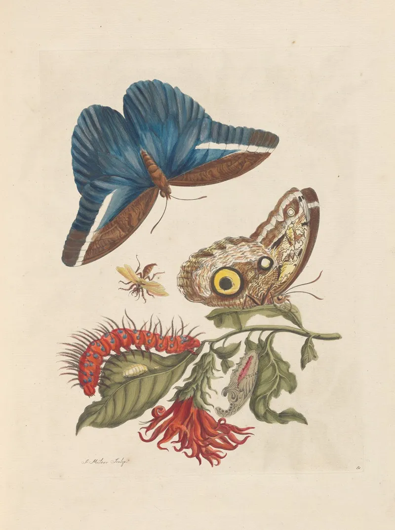 Dissertation Sur La Generation Et Les Transformations Des Insectes De Surinam Pl 48