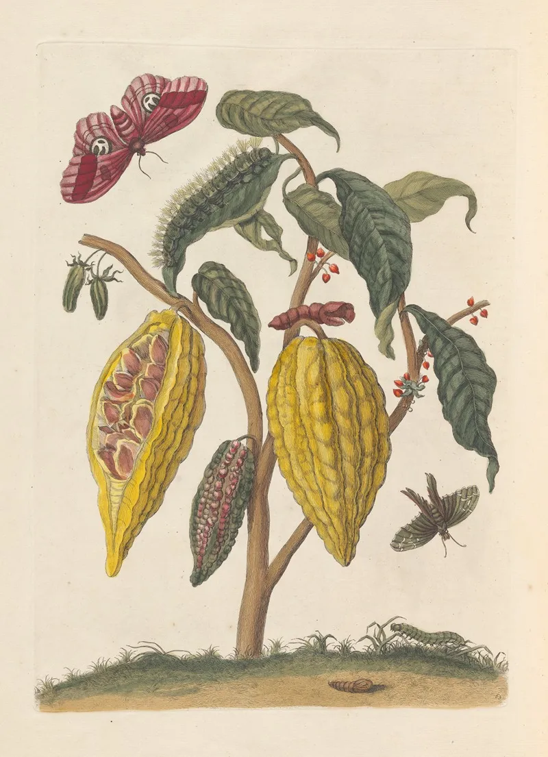Dissertation Sur La Generation Et Les Transformations Des Insectes De Surinam Pl 59