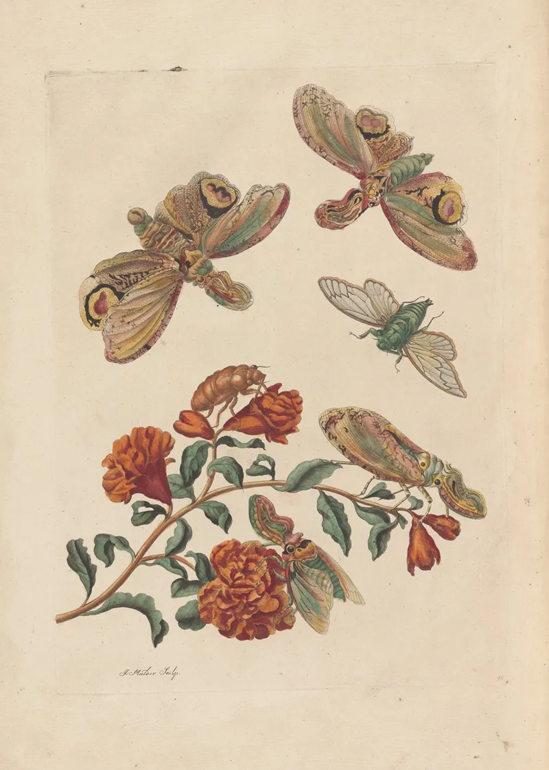 Dissertation Sur La Generation Et Les Transformations Des Insectes De Surinam Pl 60