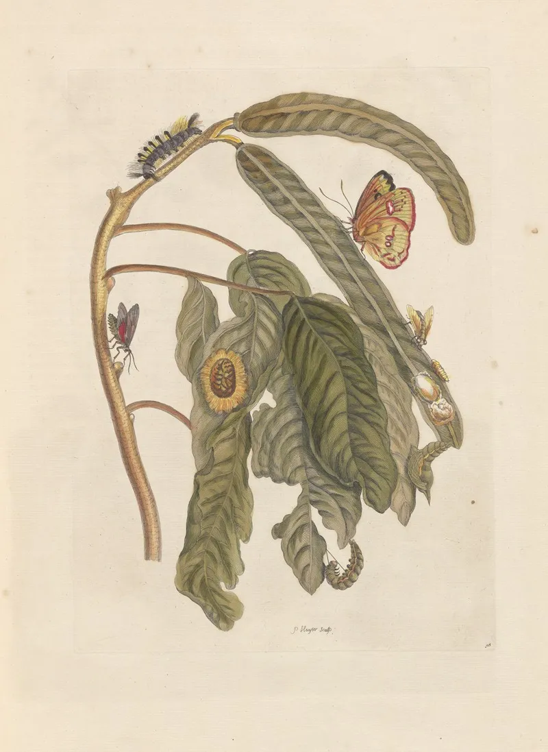 Dissertation Sur La Generation Et Les Transformations Des Insectes De Surinam Pl 65