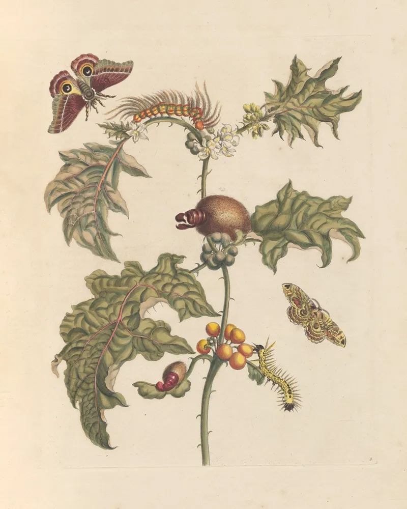 Dissertation Sur La Generation Et Les Transformations Des Insectes De Surinam Pl 67