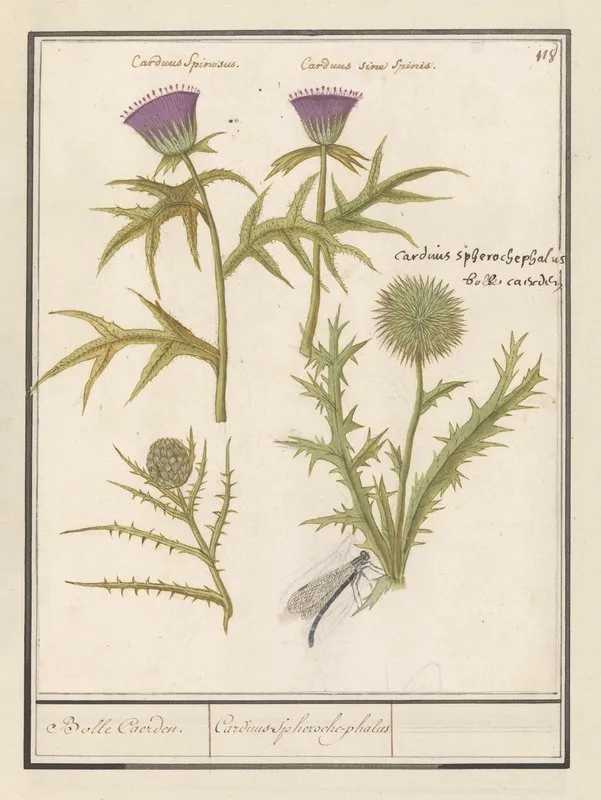 Distel Carduus En Artisjok Cynara Cardunculus Bolle Caerden Cardius Spheroche Phalus Wall Art by Anselmus Boëtius de Boodt - High-Resolution Digital Print