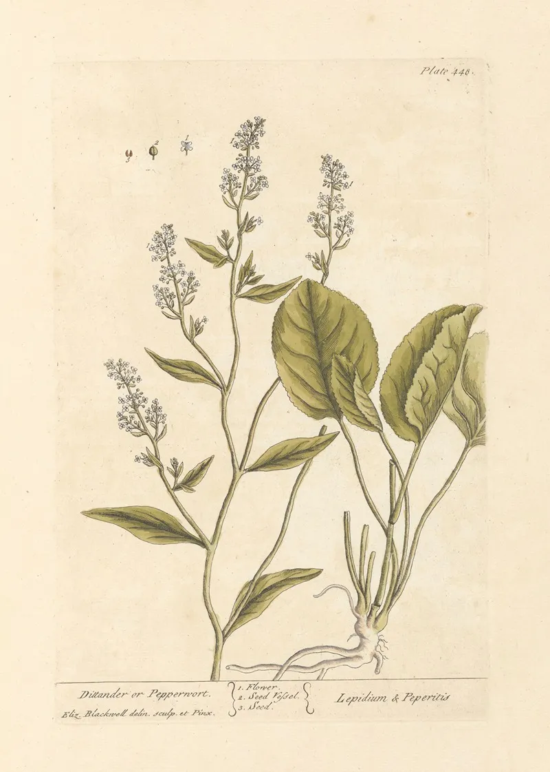 Dittander Or Pepperwort Wall Art by Elizabeth Blackwell - High-Resolution Digital Print