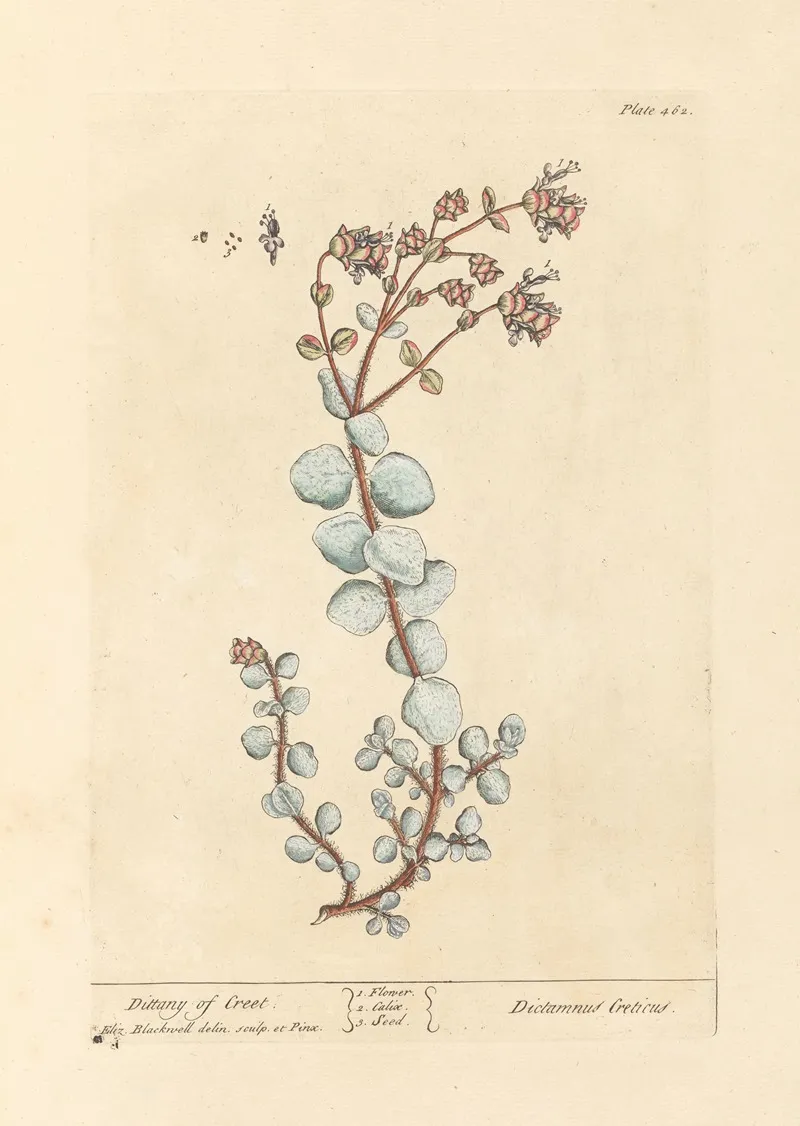 Dittany Of Creet Wall Art by Elizabeth Blackwell - High-Resolution Digital Print