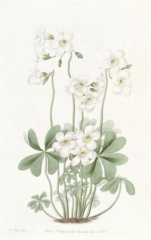 Diverging Wood Sorrel Wall Art by Sydenham Edwards - High-Resolution Digital Print