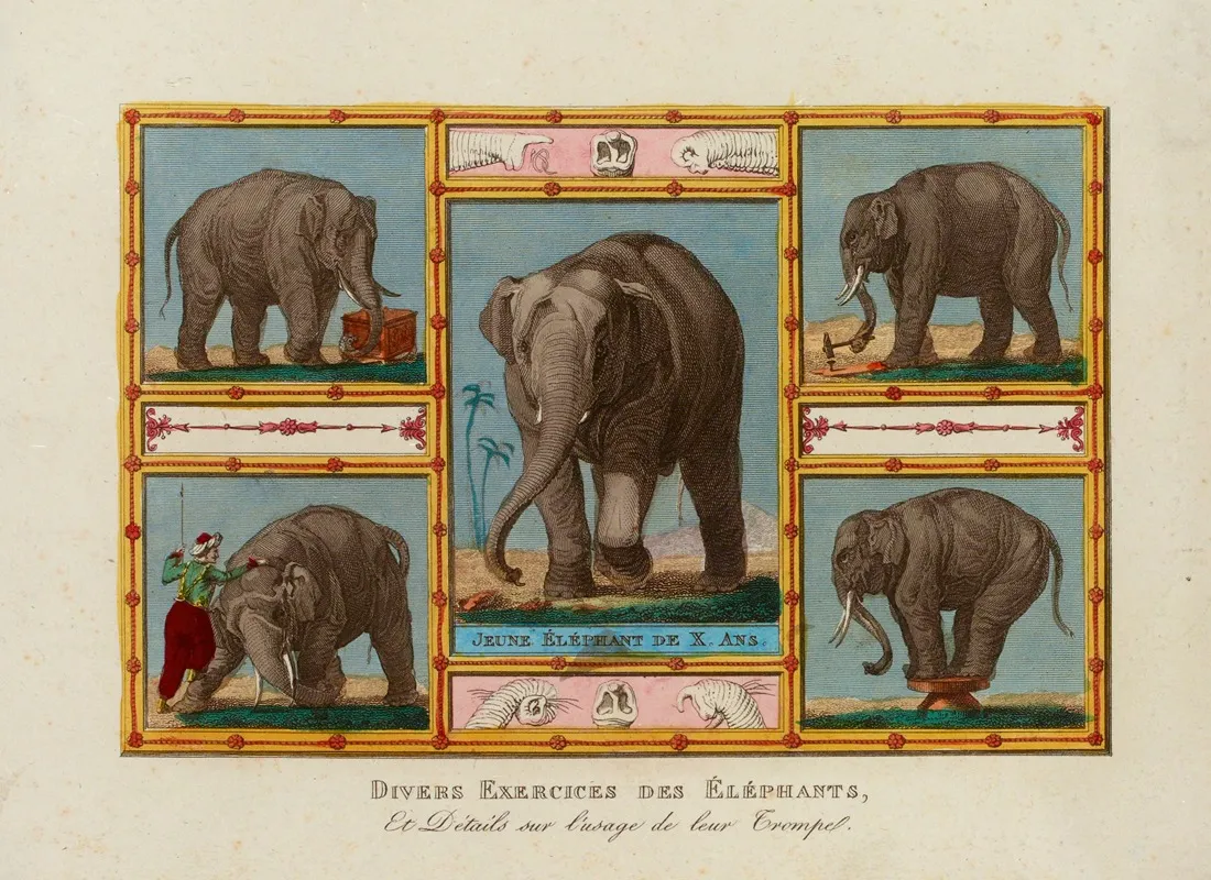 Divers Exercices Des Elephants