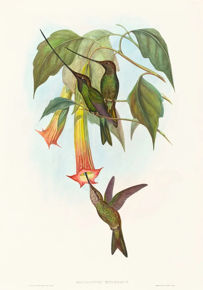 Docimastes Ensiferus Sword Billed Hummingbird Wall Art by John Gould - High-Resolution Digital Print
