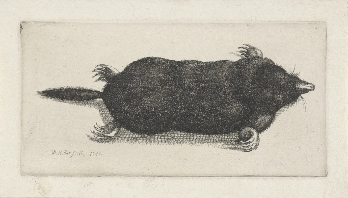 Dode Mol