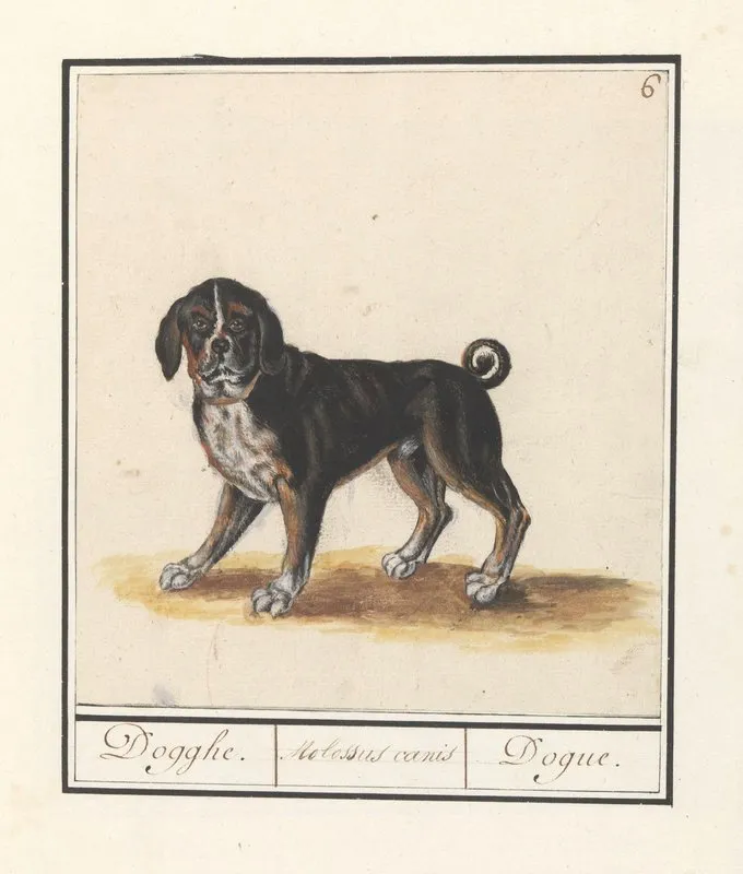 Dog Canis Lupus Familiaris Dogghe Molossus Canis Dogue Wall Art by Anselmus Boëtius de Boodt - High-Resolution Digital Print