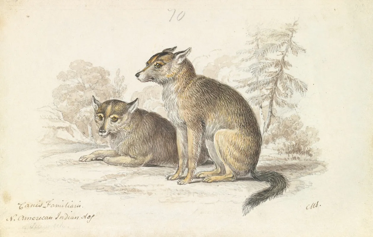 Dog Of The North American Indians