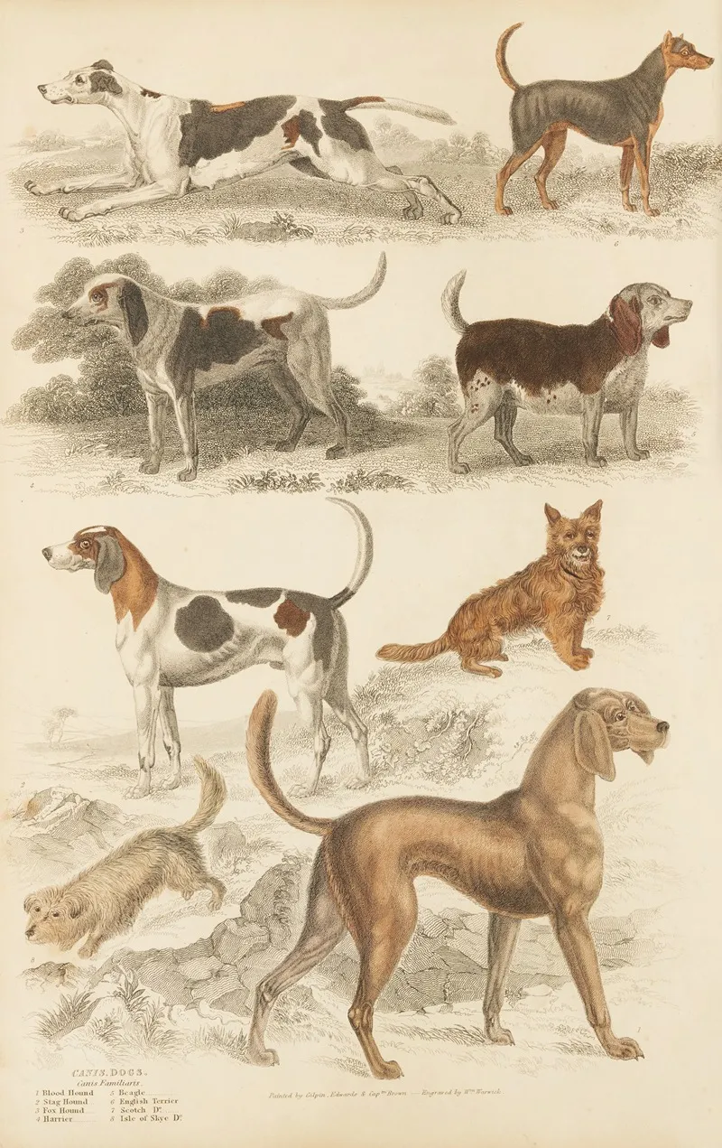 Dogs 5 Wall Art by William MacGillivray - High-Resolution Digital Print