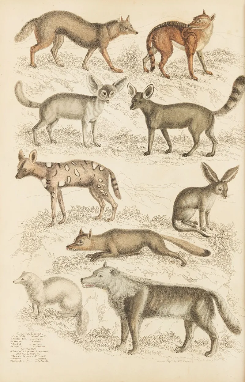 Dogs 6 Wall Art by William MacGillivray - High-Resolution Digital Print