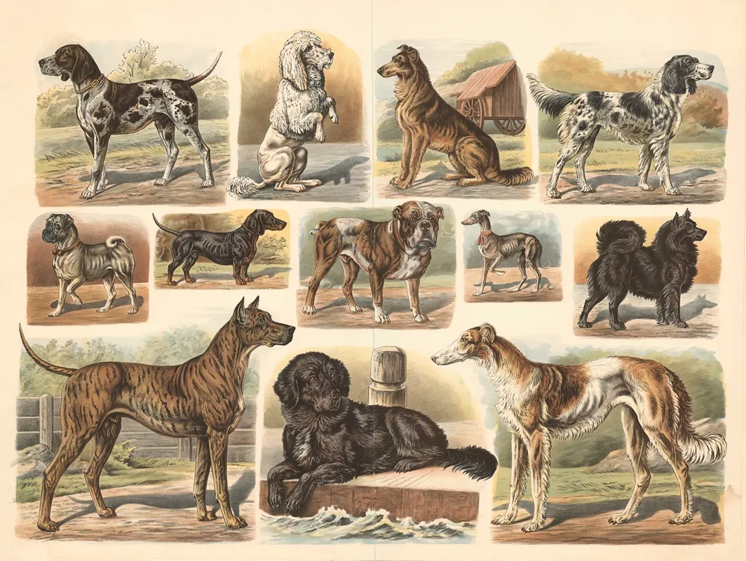 Dogs 8
