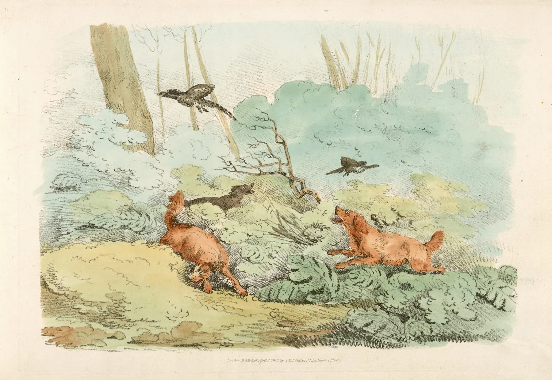 Dogs Chasing Birds