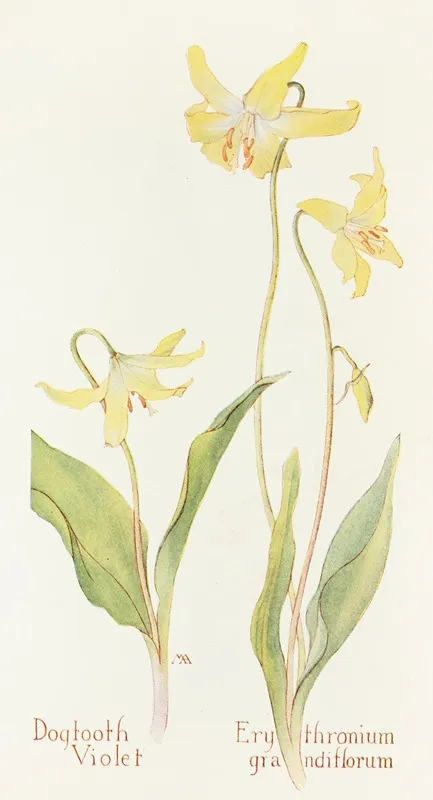 Dogtooth Violet Wall Art by Margaret Armstrong - High-Resolution Digital Print
