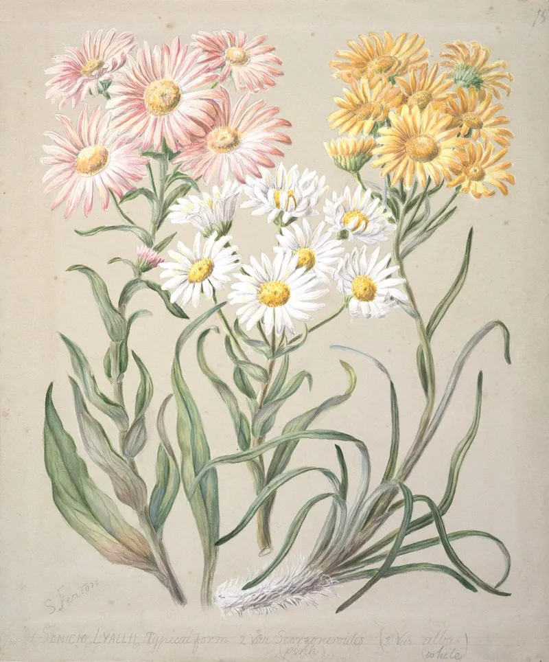 Dolichoglottis Lyallii Dolichoglottis Scorzoneroides New Zealand Snow Groundsels Wall Art by Sarah Featon - High-Resolution Digital Print