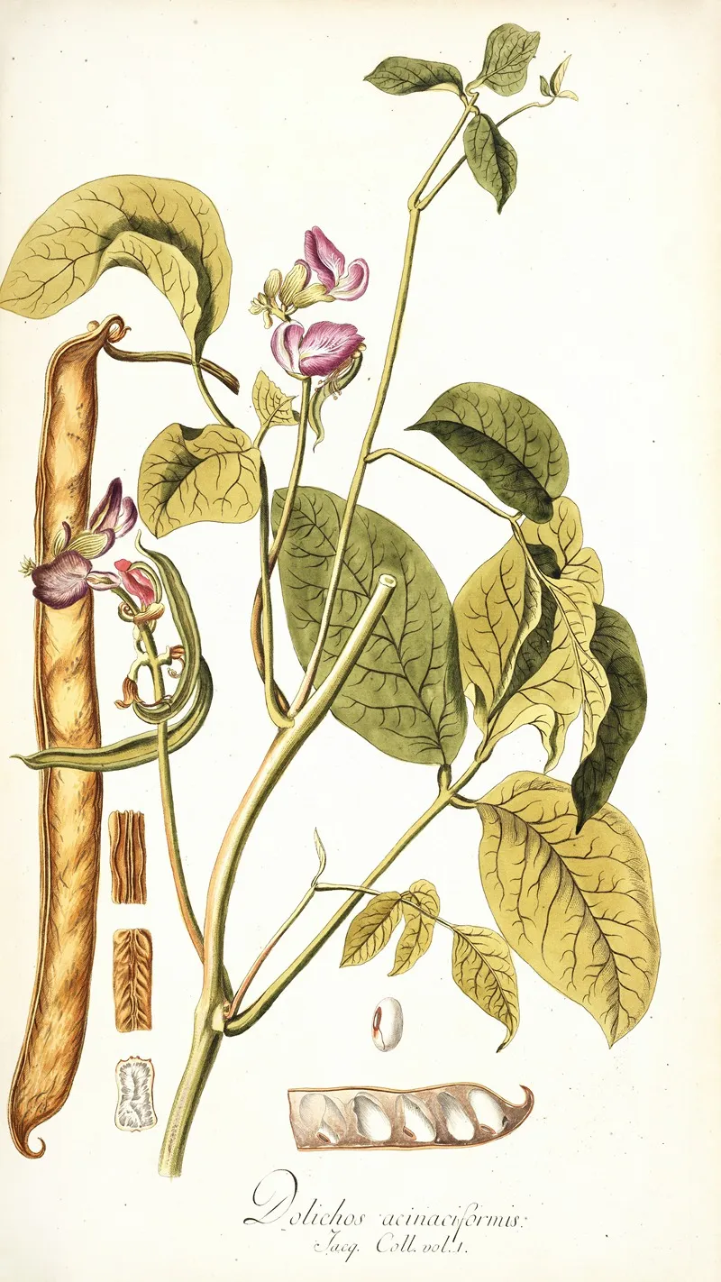 Dolichos Acinaciformis Wall Art by Nikolaus Joseph Freiherr von Jacquin - High-Resolution Digital Print