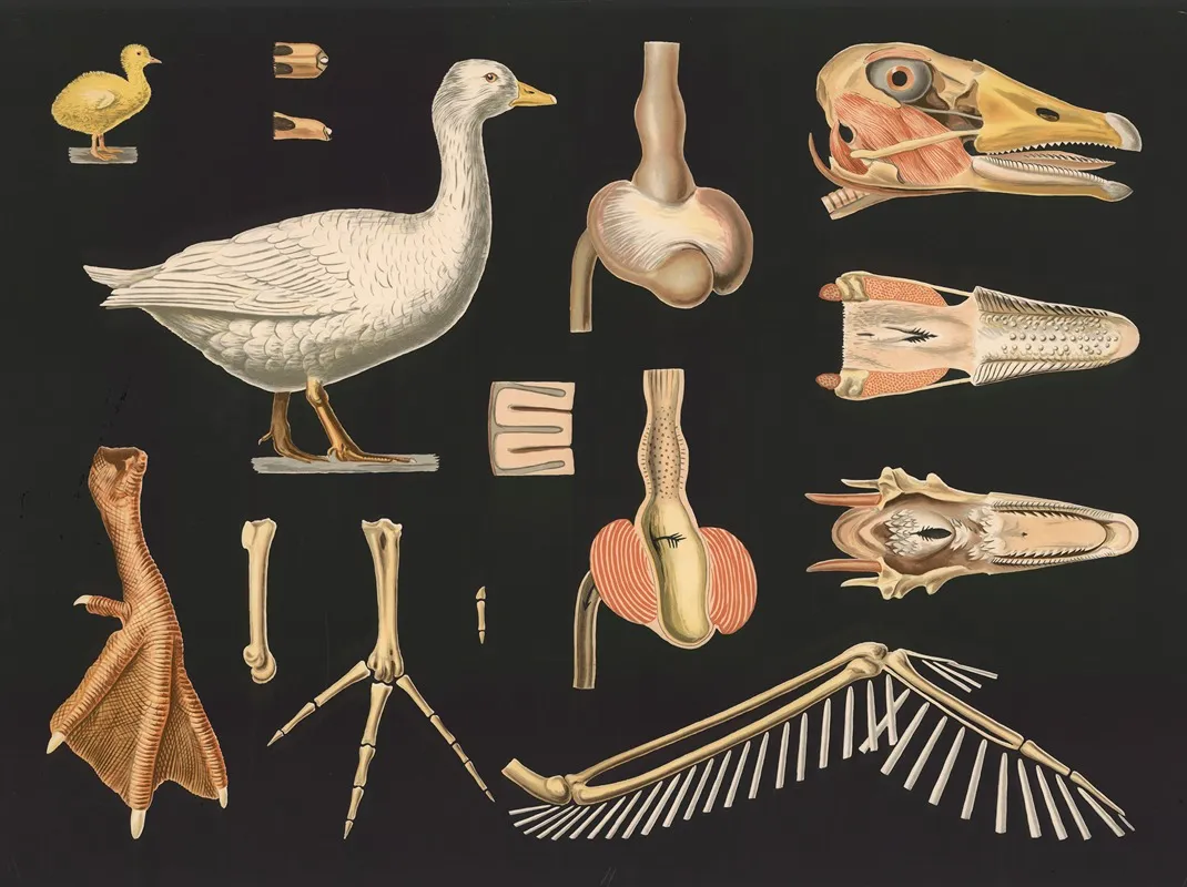 Domestic Goose Anser Cinereus Wall Art by Gottlieb von Koch - High-Resolution Digital Print