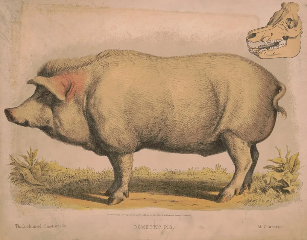 Domestic Pig