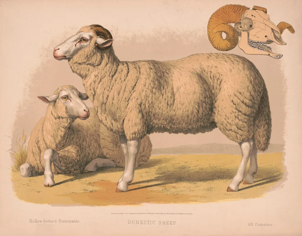 Domestic Sheep