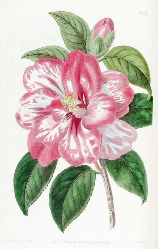 Donckelaers Japan Camellia Wall Art by Sydenham Edwards - High-Resolution Digital Print