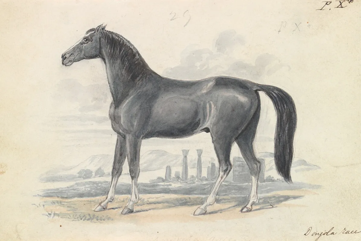 Dongola Horse