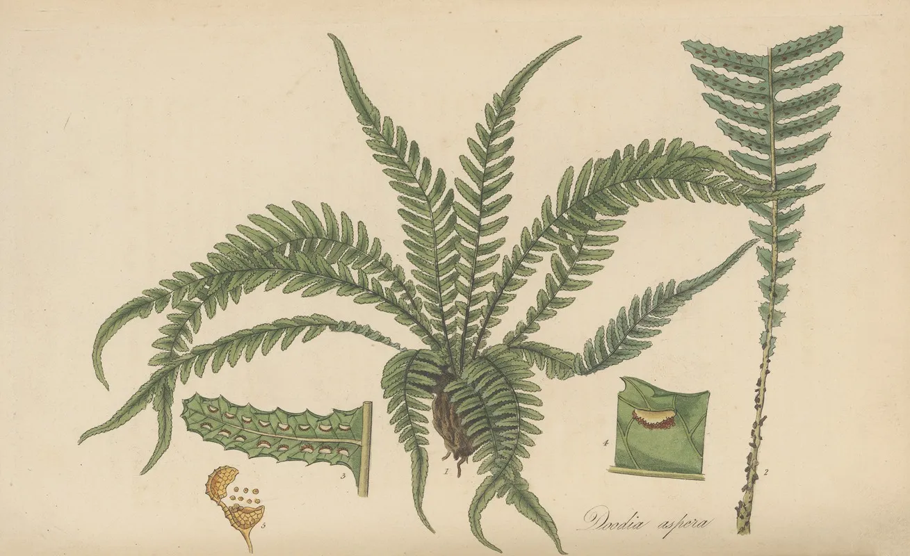 Doodia Aspera Wall Art by William Jackson Hooker - High-Resolution Digital Print