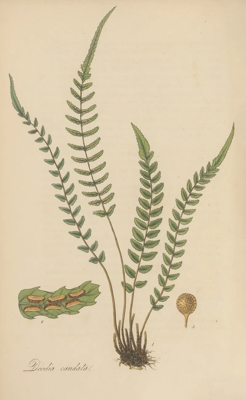 Doodia Caudata Wall Art by William Jackson Hooker - High-Resolution Digital Print