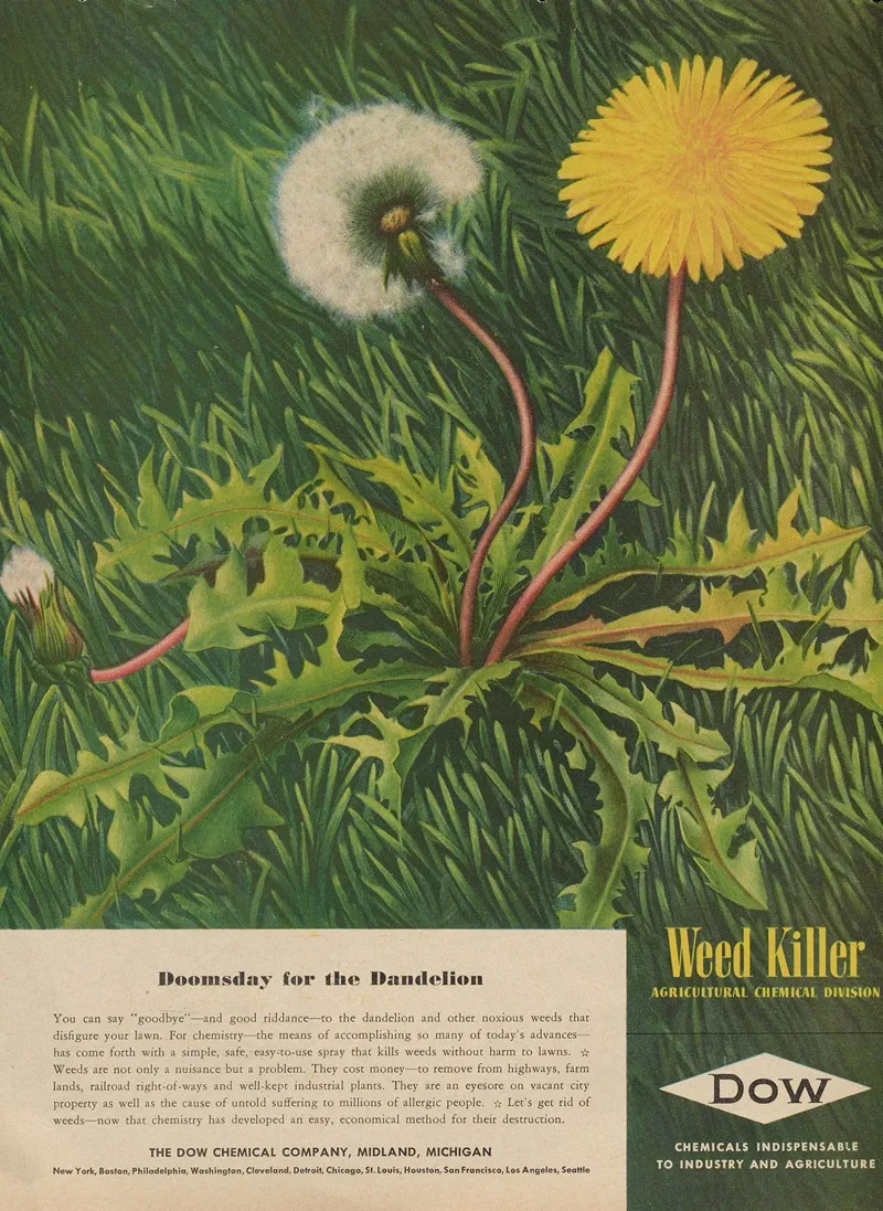 Doomsday For The Dandelion