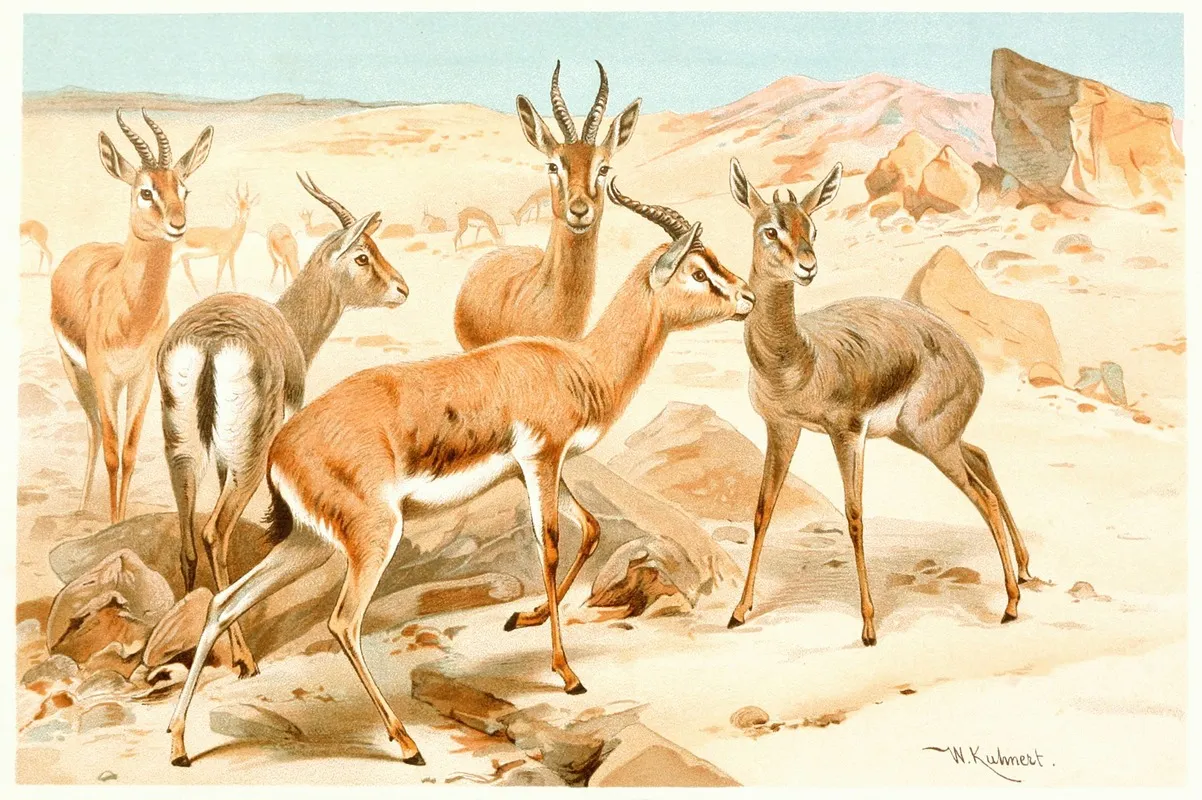 Dorcas Gazelle Wall Art by Wilhelm Kuhnert - High-Resolution Digital Print
