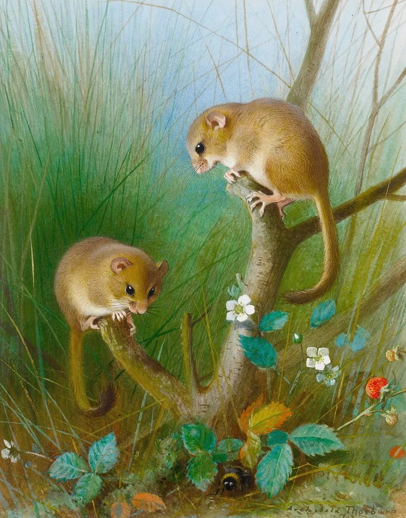 Dormice Wall Art by Archibald Thorburn - High-Resolution Digital Print