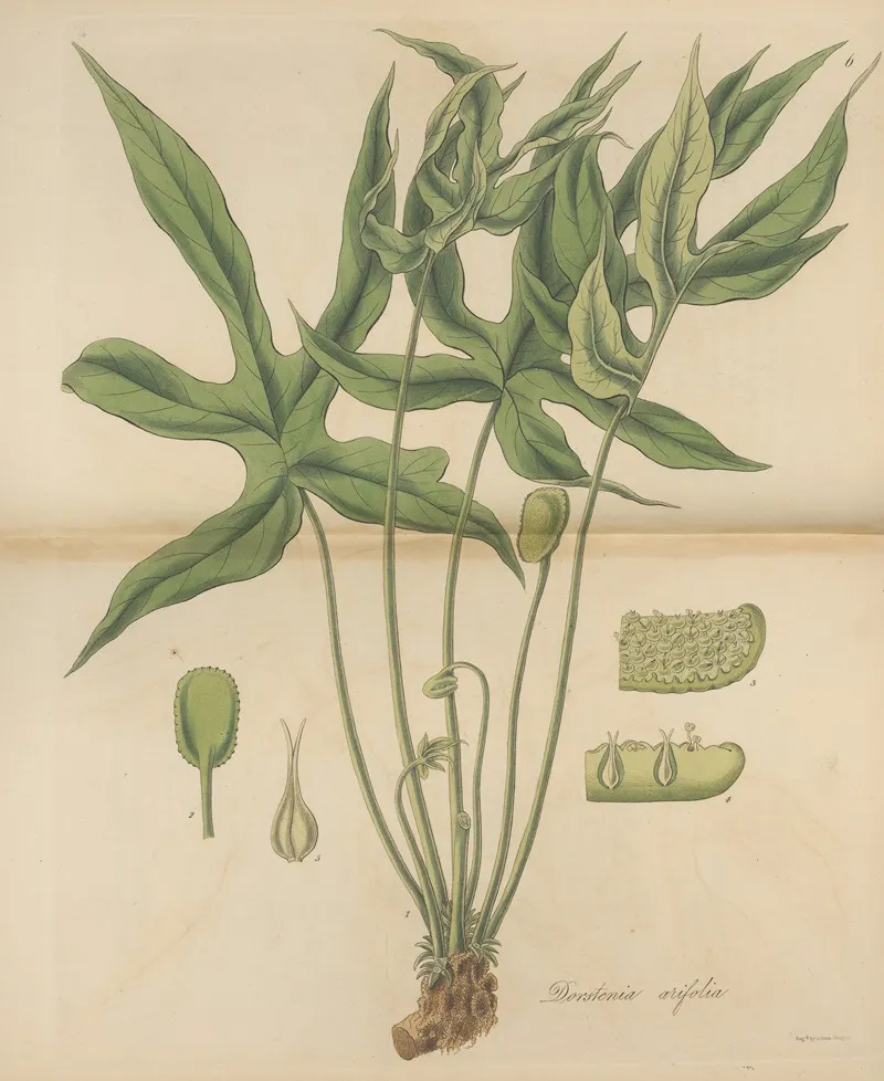 Dorstenia Arifolia Wall Art by William Jackson Hooker - High-Resolution Digital Print