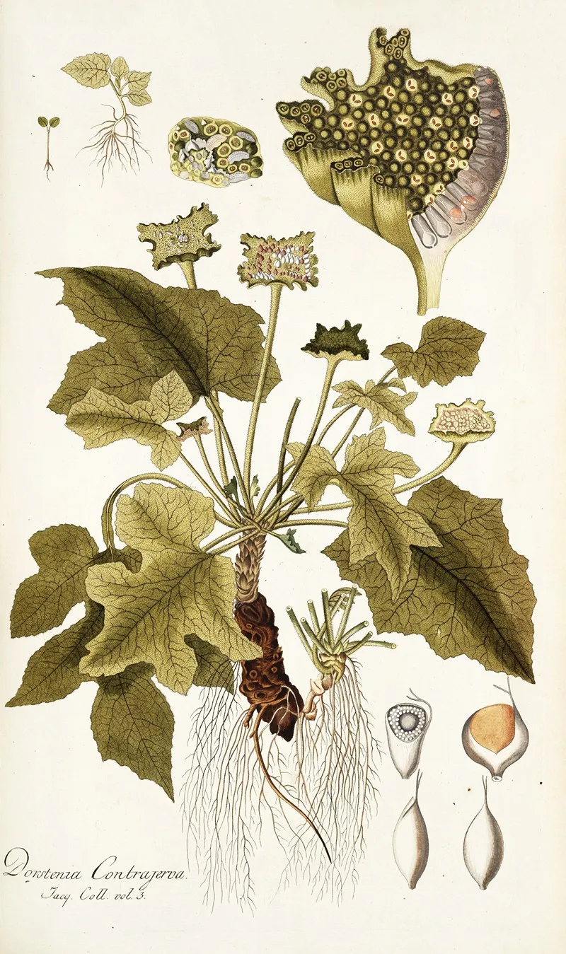 Dorstenia Contrajerva Wall Art by Nikolaus Joseph Freiherr von Jacquin - High-Resolution Digital Print