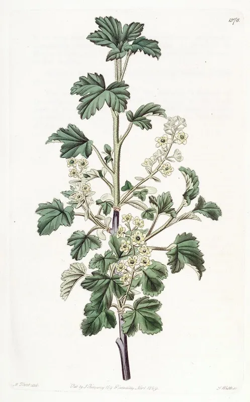 Dotted Currant Wall Art by Sydenham Edwards - High-Resolution Digital Print