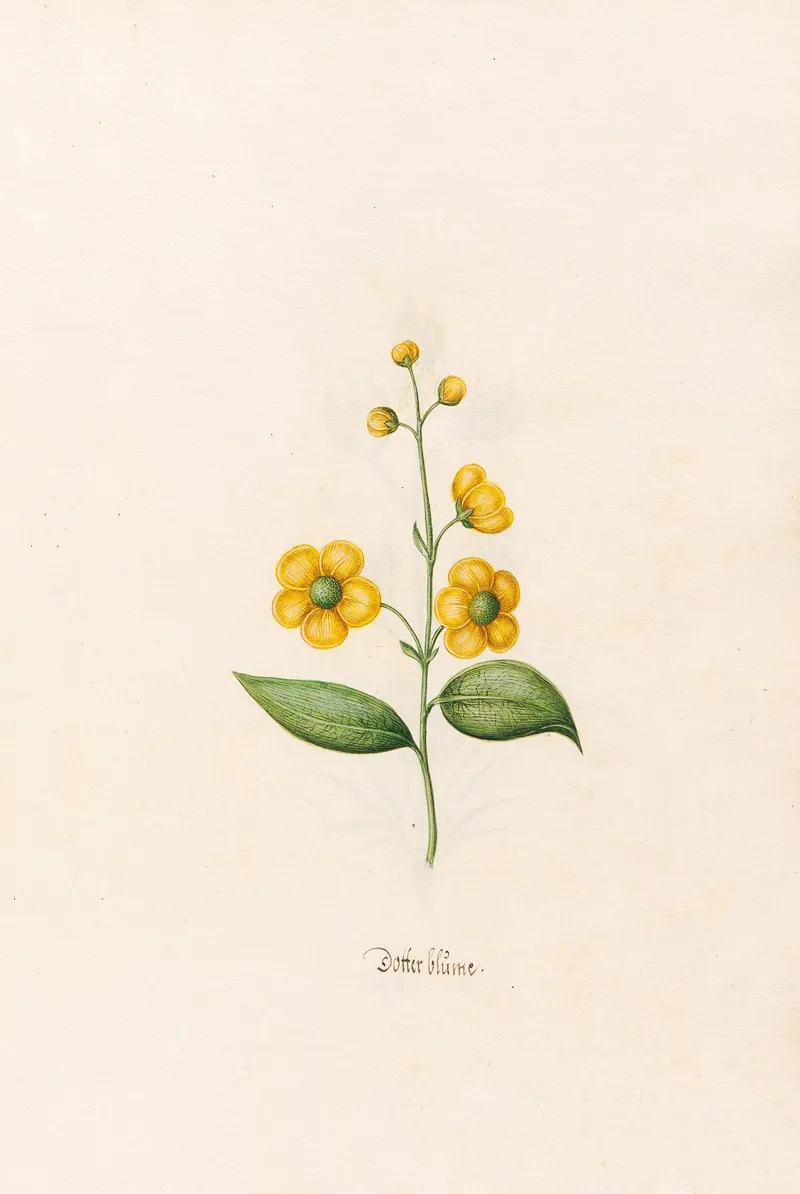 Dotter Blume Wall Art by Magdelena Rosina Funck - High-Resolution Digital Print