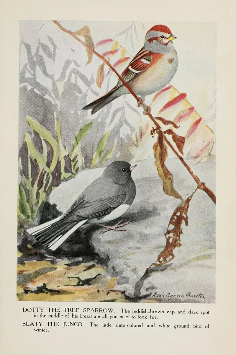 Dotty The Tree Sparrow Slaty The Junco Wall Art by Louis Agassiz Fuertes - High-Resolution Digital Print