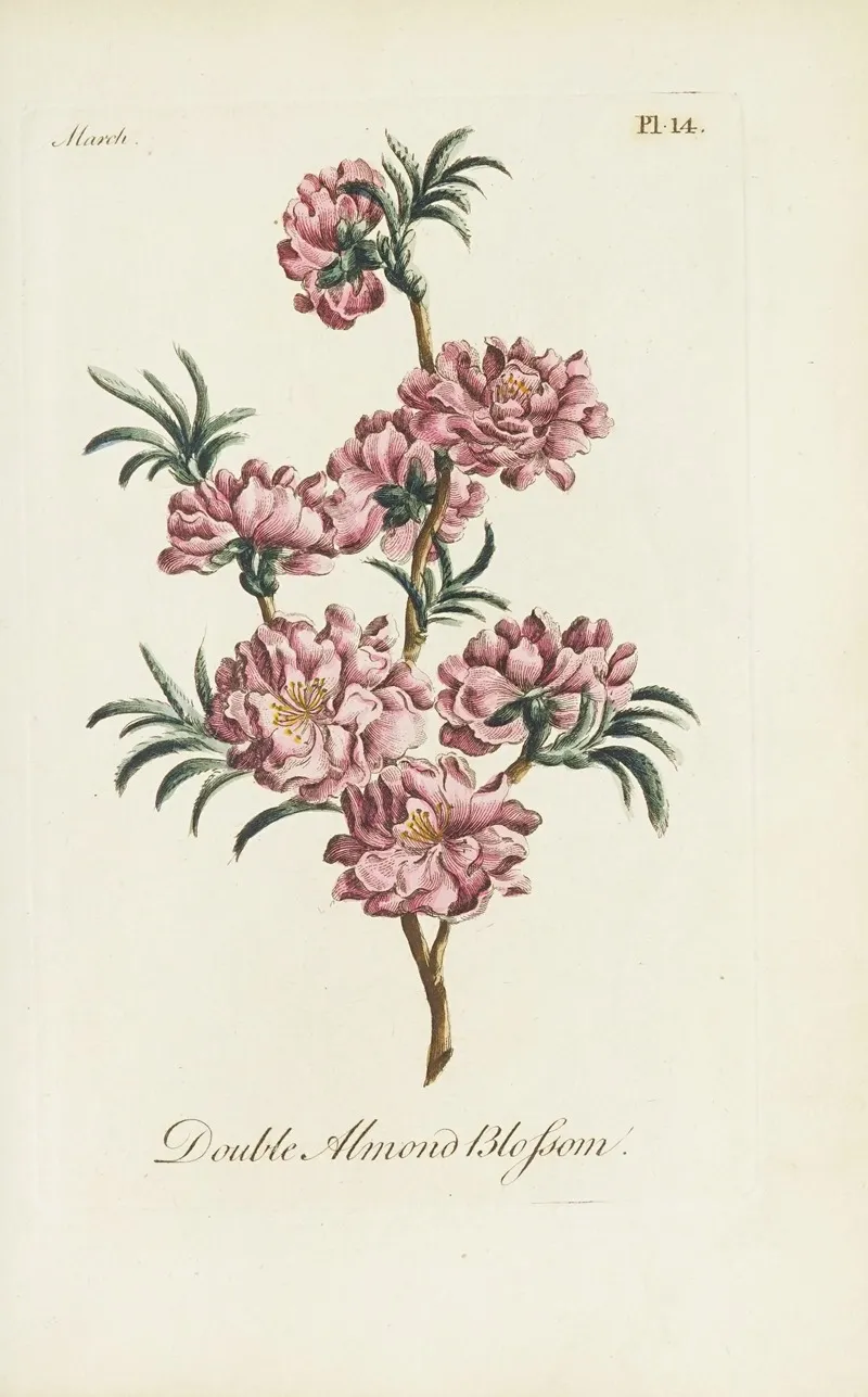 Double Almond Blossom Wall Art by Carington Bowles - High-Resolution Digital Print